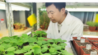 離讓更多植物自建“化肥廠”又近了一步？植物精準辨“敵友”的秘密初解