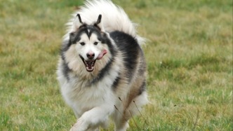 花8000元送去宠物学校的狗挨了打？媒体调查驯犬市场乱象