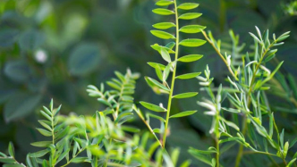 蔬菜記?苕菜