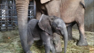 上海野生動物園非洲象首次繁育成功，第一頭象寶寶已2個月大