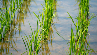 调研报告探讨农村矛盾化解模式：村民义务参与调解可获积分