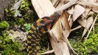 云南发现会捕食蟾蜍“炼毒”的蛇，受威胁时颈部腺体释放毒液