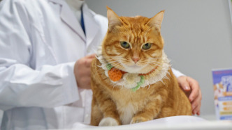 规范智能床安全性、宠物诊疗服务，一批国家标准发布