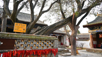 “交樹(shù)交印”，新法將古樹(shù)名木保護(hù)情況納入領(lǐng)導(dǎo)干部離任審計(jì)