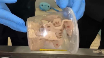 两种箭毒蛙在上海海关被截获，均属世界毒性最强物种之列