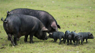 农参洞察丨一头黑猪，带动“土特产”品牌建设的标杆