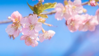 上海辰山植物園早櫻初綻傳來春訊，何時(shí)進(jìn)入賞花期？