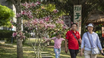 機(jī)酒價(jià)格回落、梅花櫻花漸開，錯(cuò)峰游的“黃金窗口”來了