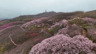 赏漫山樱花、泡能喝的温泉，福建清流将山水资源变为浪漫旅游新潮流