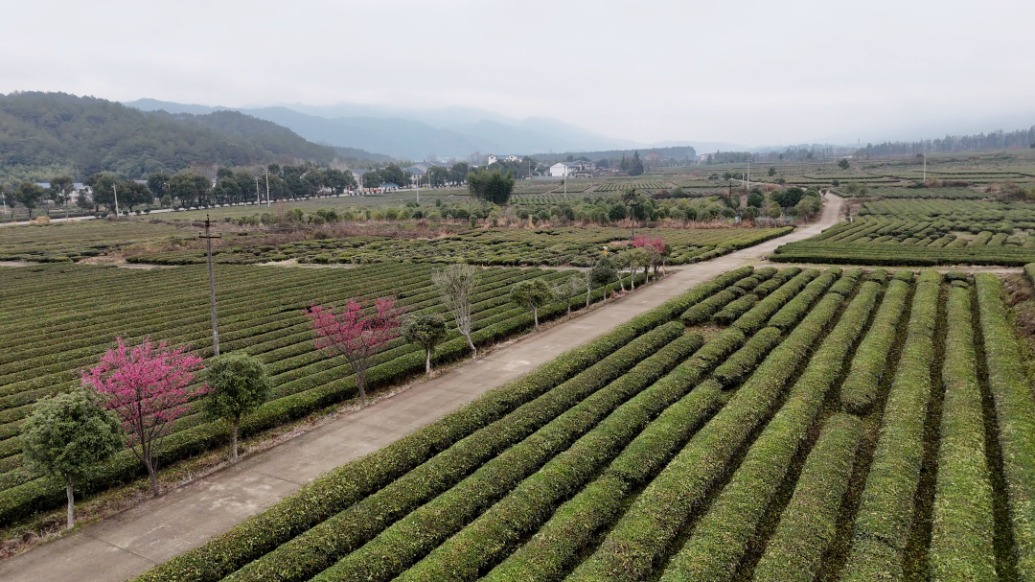 清流二月已有桂香茶韵，引来游客富了农民