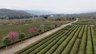 清流二月已有桂香茶韵，引来游客富了农民