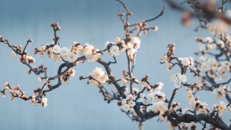 春寒料峭，申城各大公園迎來梅花最佳觀賞期