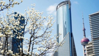 市花白玉兰何处寻？上海白玉兰观赏地图发布