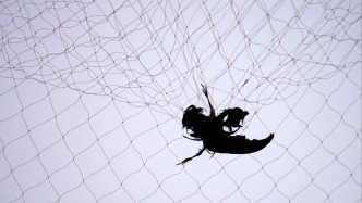 江西启动“清网护鸟”专项整治行动，严查非法猎捕鸟类等野生动物