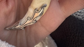 游客称购两颗狼牙实为狗牙，律师：买卖真狼牙涉违法，卖假狼牙涉欺诈