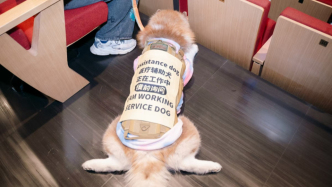 寵物友好劇院什么樣？醫療輔助犬可可走進九棵樹