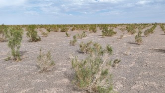 國家林草局：預計今春北方地區沙塵天氣過程次數較常年偏少