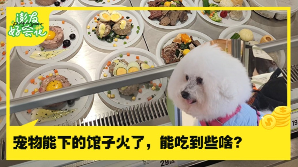 寵物能下的館子火了，能吃到些啥？｜澎友好會(huì)花