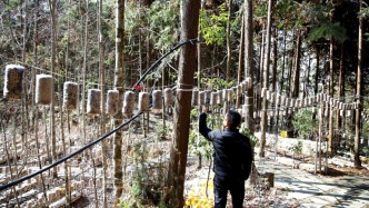 自然資源部：目前全國林下經濟規模化經營和利用面積超6億畝