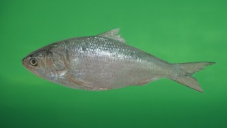 在海洋中由雄性轉為雌性后回到河流繁殖，鰣魚性逆轉之謎揭開