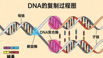 癌癥研究新進展：你的DNA可能正在偷偷崩潰與重建