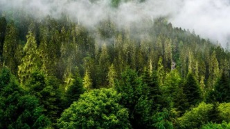 中国最高的树，都有谁“住”在上面？