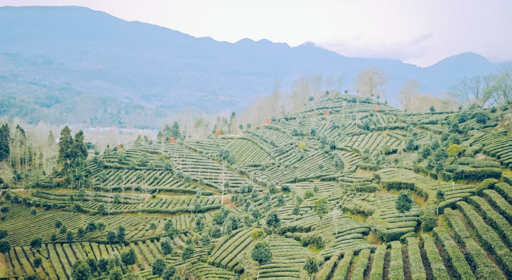 金融活水润茶园，产业赋能兴乡村：工行汉中分行“种植e贷”打造金融助农新样本