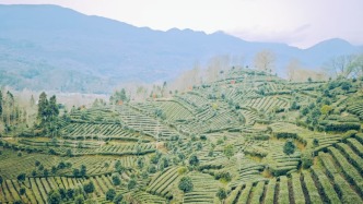 金融活水润茶园，产业赋能兴乡村：工行汉中分行“种植e贷”打造金融助农新样本