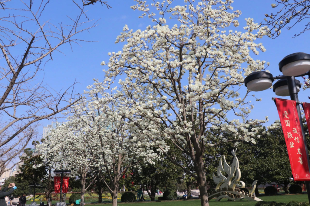 提高市花显示度，上海规模化种植白玉兰、发观赏地图,第3张