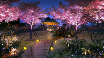 顧村公園首推夜間賞櫻，上海櫻花節將于3月15日揭幕