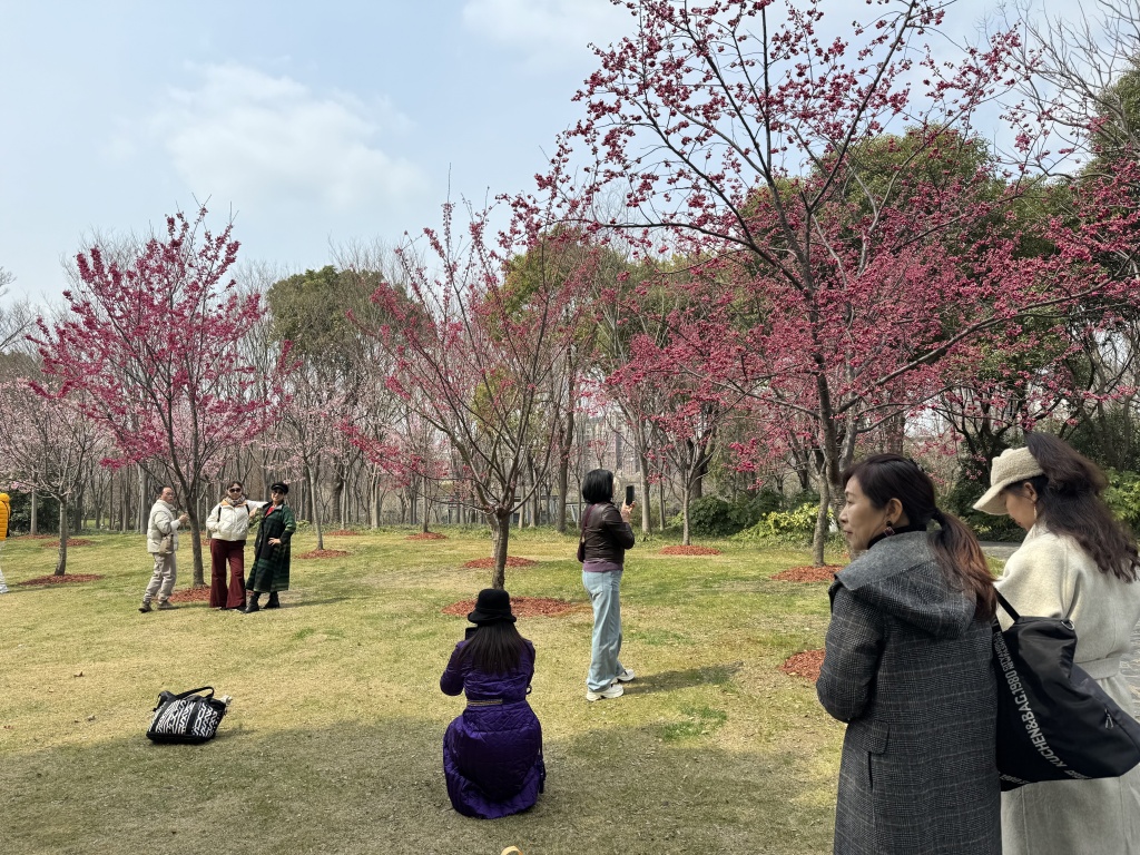 春日各地“赏花踏青”热度翻倍增长，国际机票价格下降催生全球“追花游”