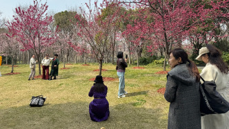 春日各地“賞花踏青”熱度翻倍增長，國際機票價格下降催生全球“追花游”