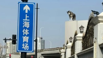 上海體育場(chǎng)走紅的哈士奇是何來頭？主人稱“它醒了就去陽臺(tái)觀察人類”
