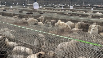 影子調(diào)查·315｜狐貉胴體黑市：未檢疫禁食用狐貉肉銷往多地，或冒充牛羊兔肉