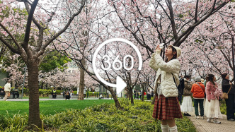 VR視頻｜共赴春日之約：這里的早櫻已進入盛放期