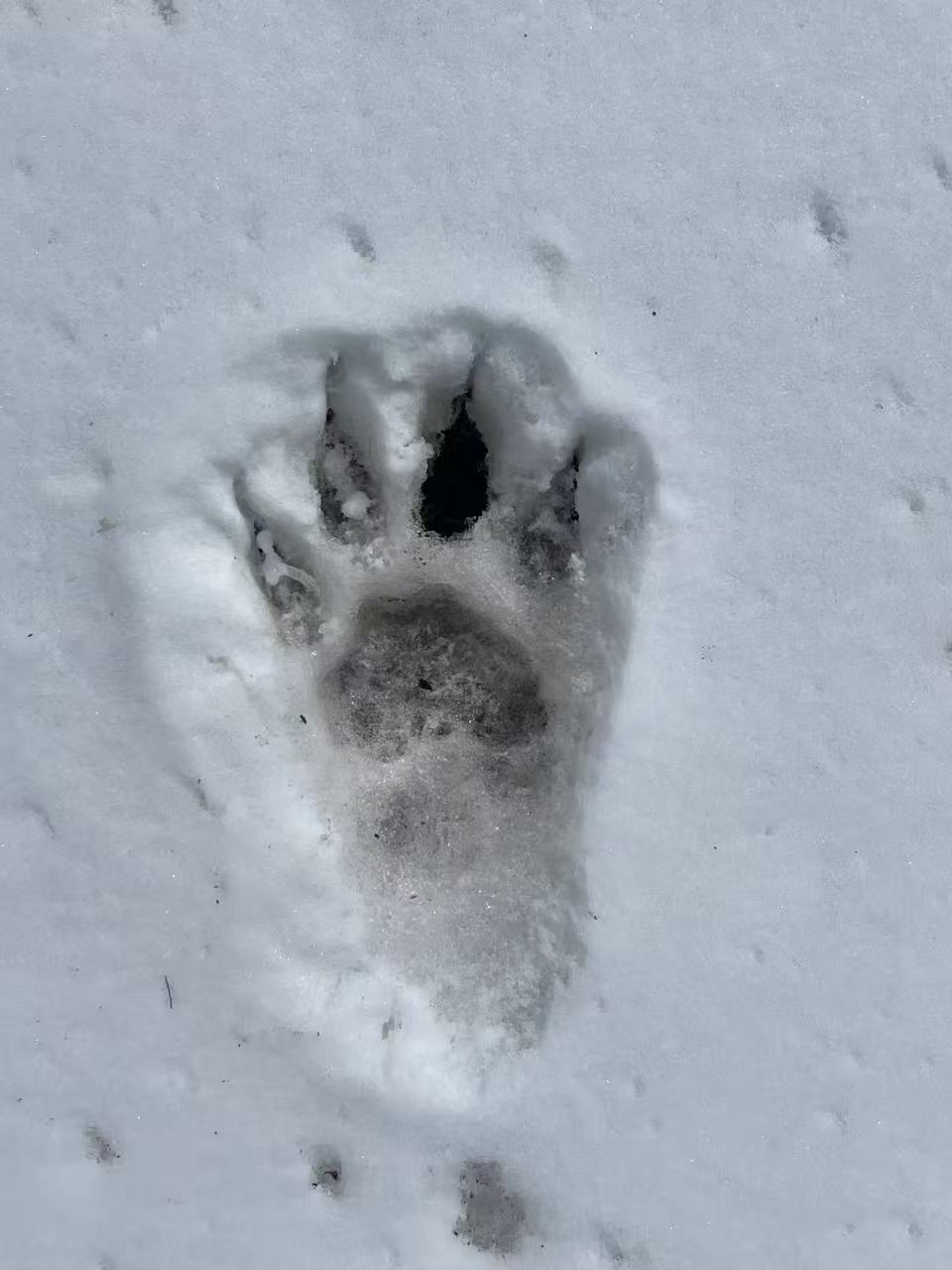 野生雪豹悠然过马路，四川色达县护林员记录下与雪豹偶遇瞬间