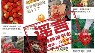 吃草莓會得“草莓瘟”？這些“善意提醒”違背常識，誤導他人