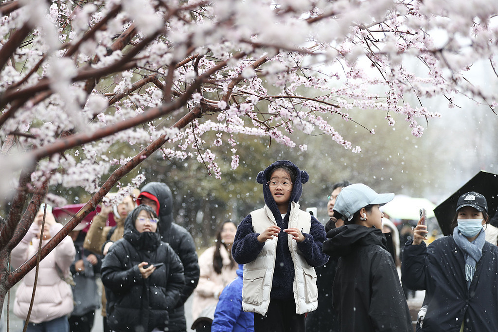 趣看｜三月倒吹“桃花雪”，春风北上紫禁城,第3张