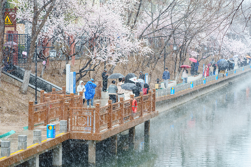 趣看｜三月倒吹“桃花雪”，春风北上紫禁城,第4张