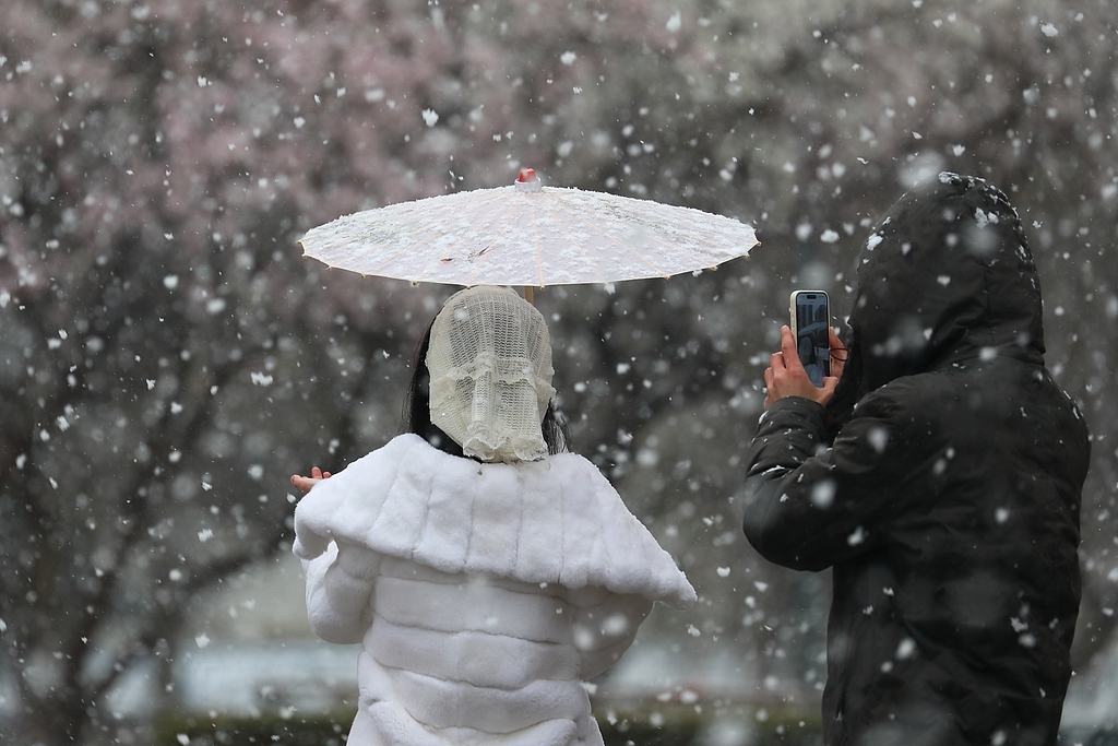 趣看｜三月倒吹“桃花雪”，春风北上紫禁城,第5张