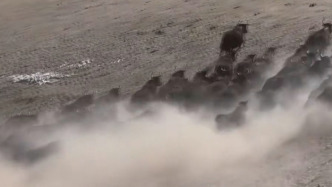 大美中国｜成群珍稀野生动物高原迁徙场面壮观