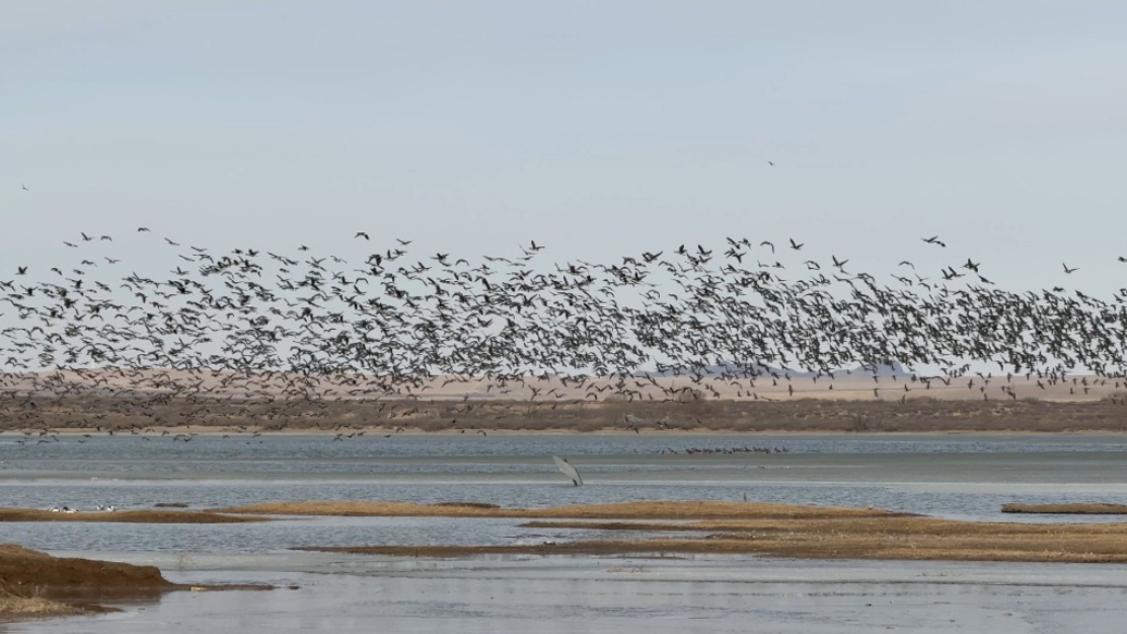 春寒料峭雁歸來