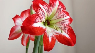 延时记录北国朱顶红开放过程，户外冰天雪地室内迎春到来