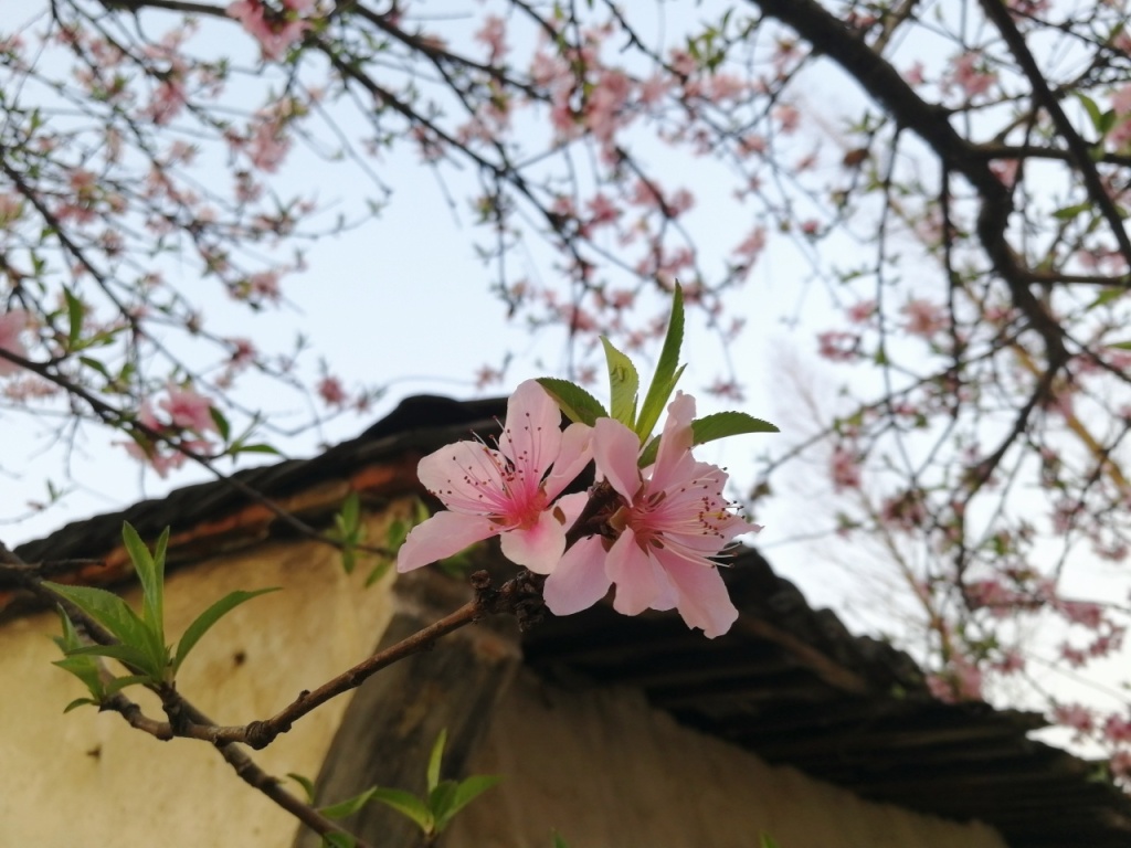 春分，吃一碗桃花饭