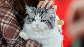 寵物藝術(shù)展、市集等多元活動，這個百年弄堂變身“萌寵花園”