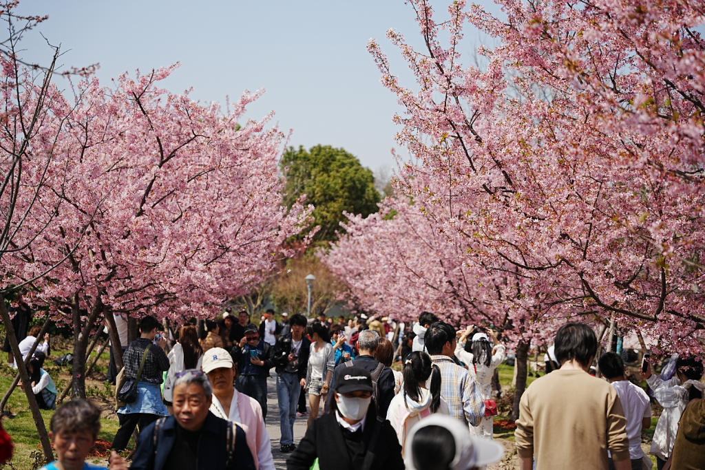 赏花季多地“全城出动”：上海顾村公园单日接待游客超10万人次