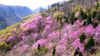 大美中國丨山東青州：桃花綻放，游客紛至沓來