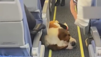 “高空中的守護者！”飛機客艙偶遇圣伯納犬，背后故事暖人心
