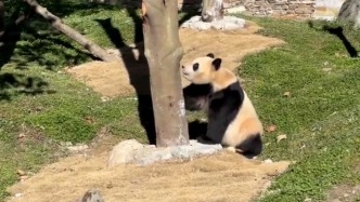 復展第一天，大熊貓“福寶”萌力全開