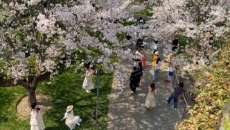 樓梯上、草坪上都是拍照的人，“魔都櫻花地鐵站”有多美？